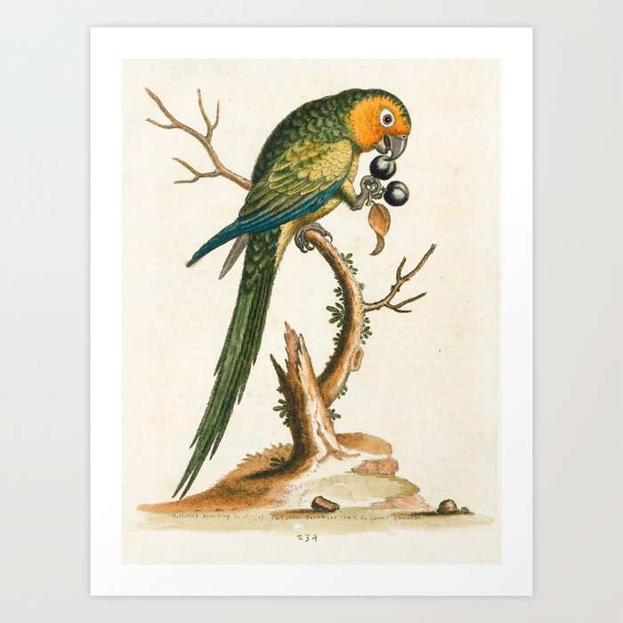 Yellow-faced parakeet by George Edwards, 1758 (benefiting The Nature Conservancy) Art Print