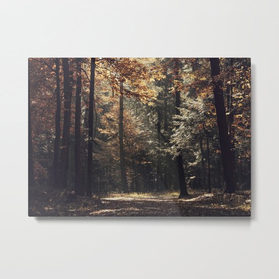 Autumn light and rays - horizontal Metal Print