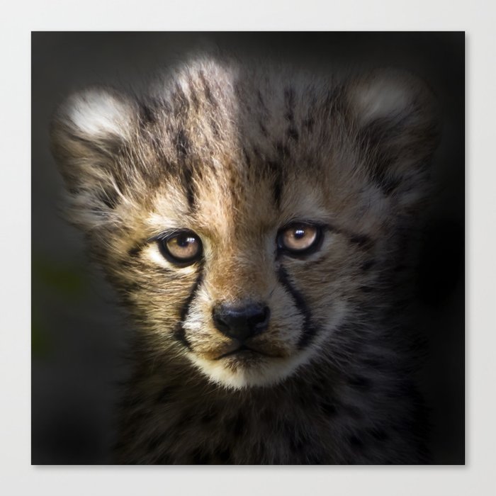 Cheetah cub portrait Canvas Print