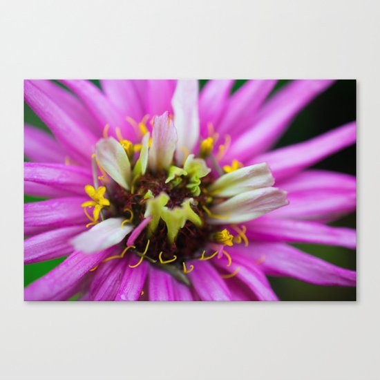 Macro Violet Flower Canvas Print
