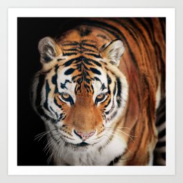 Tiger Running On The Beach Set of 4 Placemats and Coasters