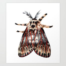 Moth Print Art Print