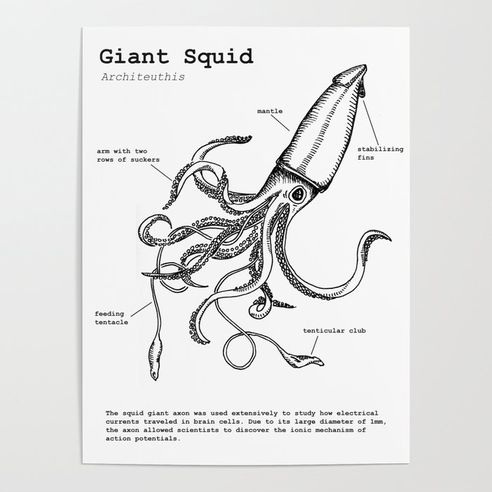 Giant Squid Poster