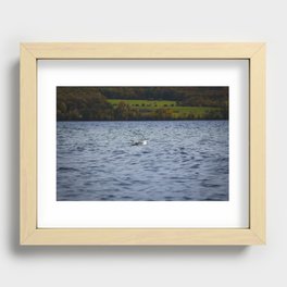 Swimming Seagull Recessed Framed Print