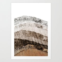 Tree Slice Abstract  Art Print