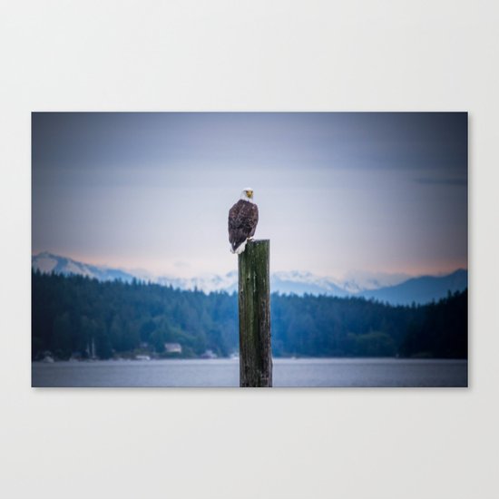 Bald Eagle Canvas Print