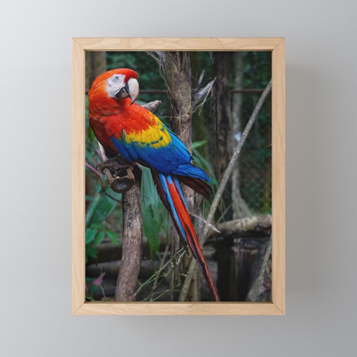 Colourful Macaw at Alturas Sanctuary in Costa Rica Framed Mini Art Print