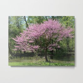 Redbud in Bloom Metal Print | Michigan, Tree, Spring, Blossoms, Botanical, Photo, Flowers, Easternredbud, Redbud, River 