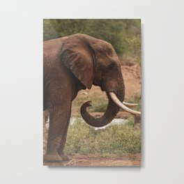 Thoughtful Bull Elephant Metal Print | Outdoor, Photo, Africananimal, Africanwildlife, Elephantbull, Trunk, Wildlife, Africa, Animal, Travel 
