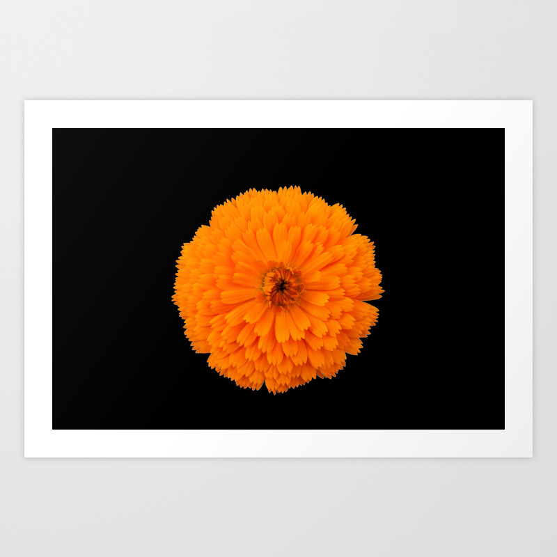 marigold flower on black background Art Print by spetenfia | Society6