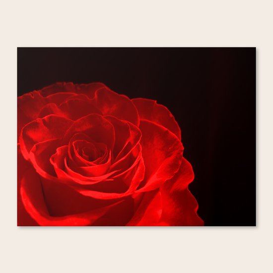 Rose Red Canvas Print
