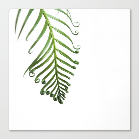 Fern Canvas Print