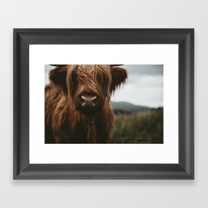 Animal Photography - Scottish Highland Cattle Framed Art Print