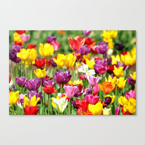 PRETTY TULIPS Canvas Print