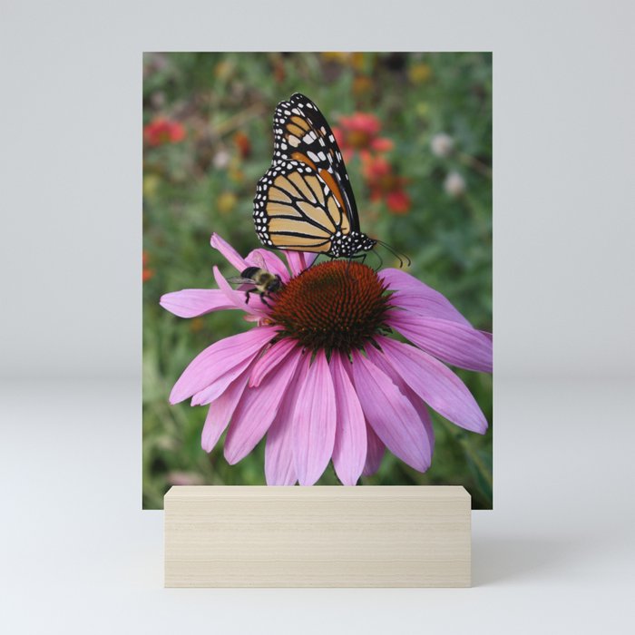 Monarch and bee share a coneflower Mini Art Print
