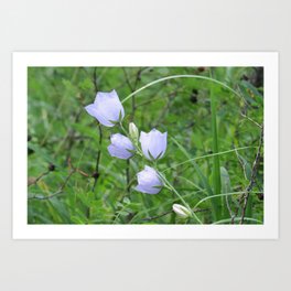 Purple bell flowers Art Print