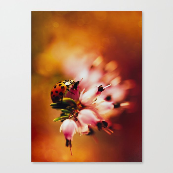 Impression with heathers Canvas Print