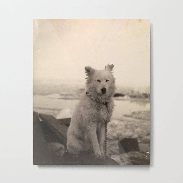 Dog on Nansen's Fram Expedition to the Arctic Metal Print
