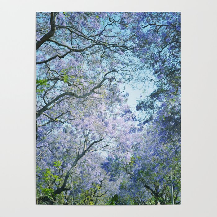 Jacaranda Canopy Poster