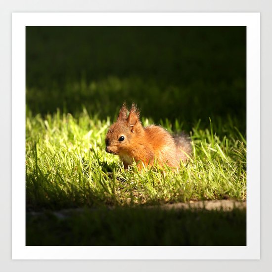 Cute Squirrel Cub Art Print