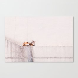 Ginger Cat, White Wall Canvas Print