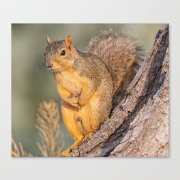 Squirrel On A Tree Trunk  Canvas Print