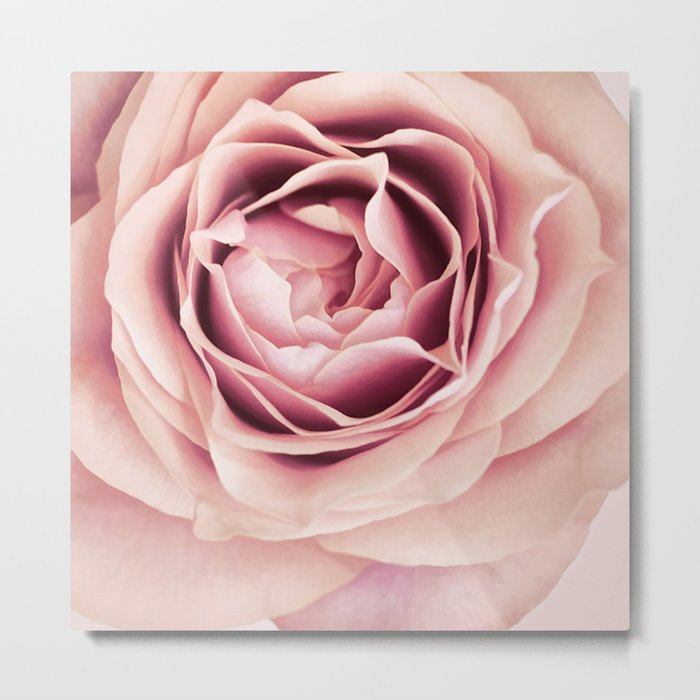 My Heart is Safe with You, My Friend - pale pink rose macro Metal Print