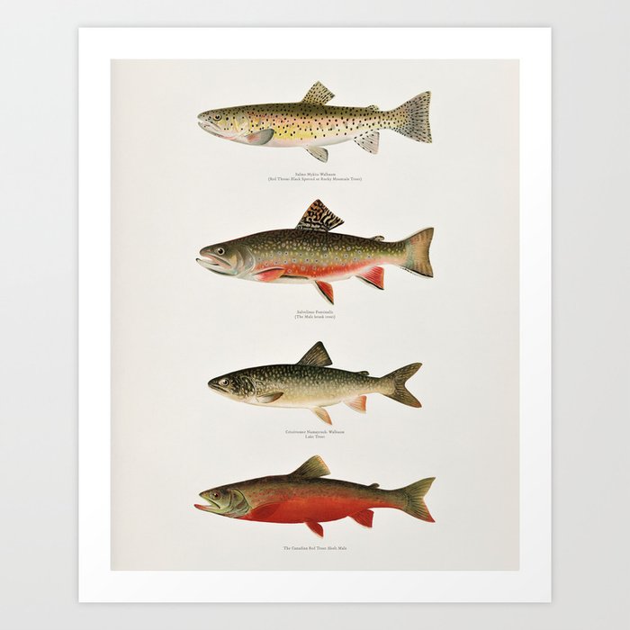 Illustrated North American Freshwater Trout Game Fish Identification Chart  Art Print by Atlantic Coast Arts and Paintings