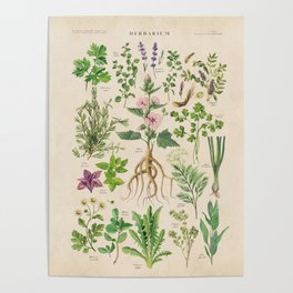 Herbarium, Botanical Chart of Herbs Poster