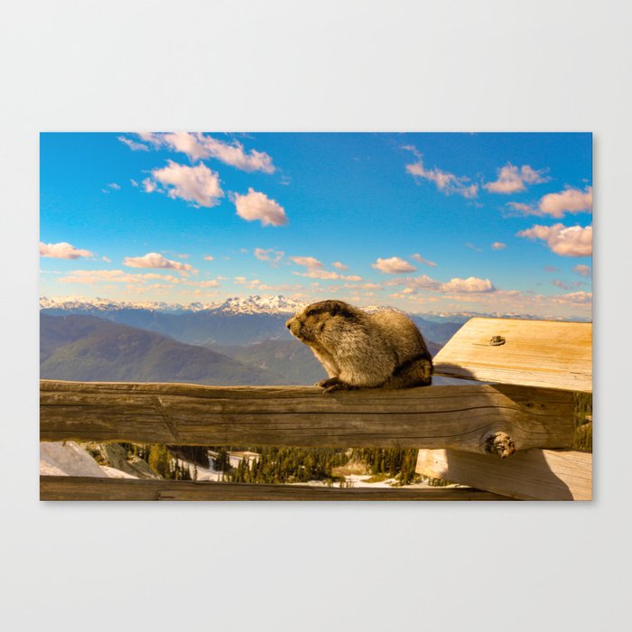 Hoary marmot in Vancouver Canvas Print
