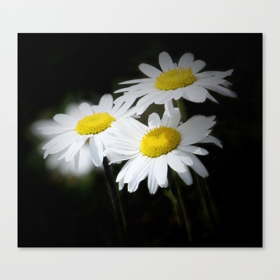 daisies on black Canvas Print