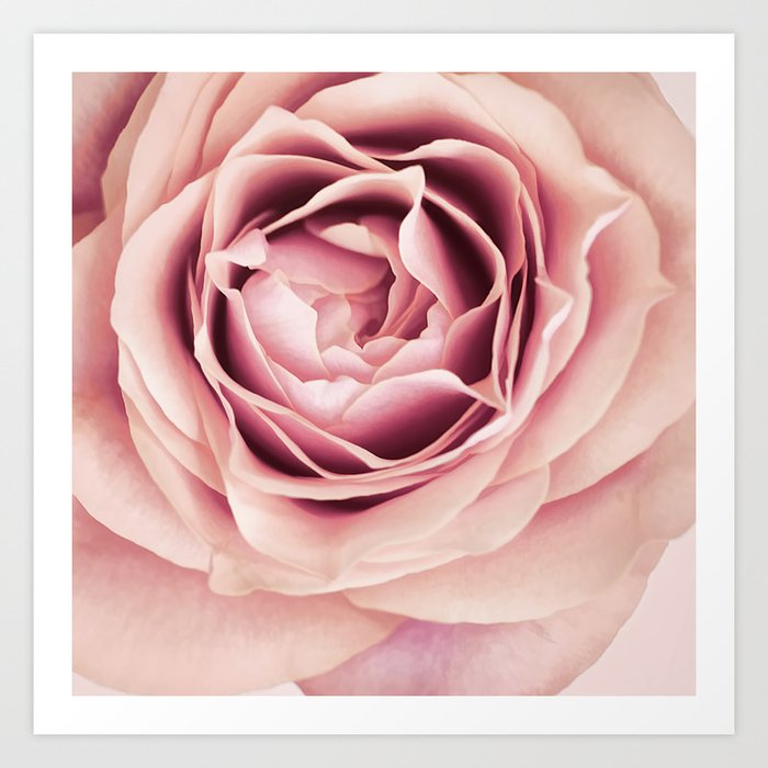 My Heart is Safe with You, My Friend - pale pink rose macro Art Print