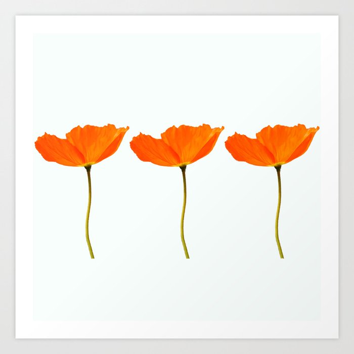 Three Orange Poppy Flowers White Background Decor Society6 Art Three Orange Poppy Flowers White Background Decor Society6 Art Print