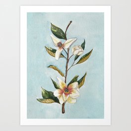 magnolia branch Art Print
