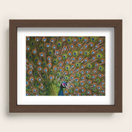 Peacock by Design Recessed Framed Print