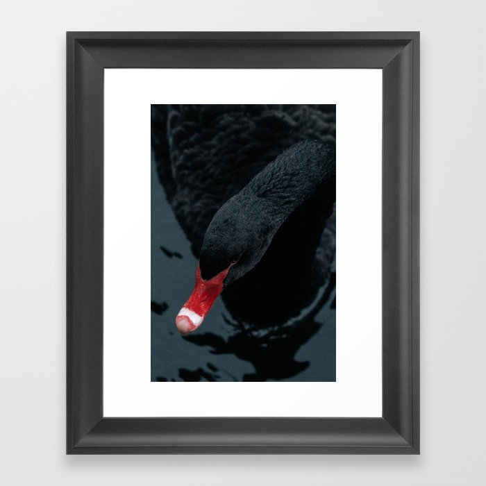 Portrait of black swan. Framed Art Print