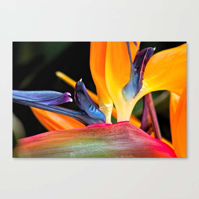 Bird of Paradise Exotic Flower Detail Macro Canvas Print