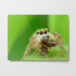 spider eatting a bug Metal Print | Animal, Nature, Photo 
