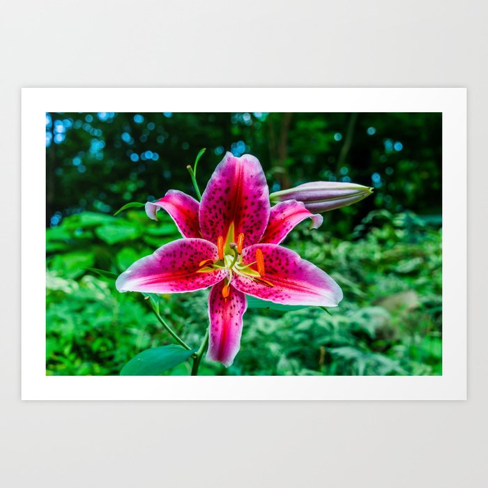 Oriental Lily Art Print