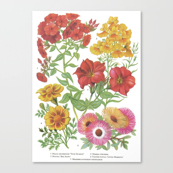 Vintage Red Flower Chart Canvas Print