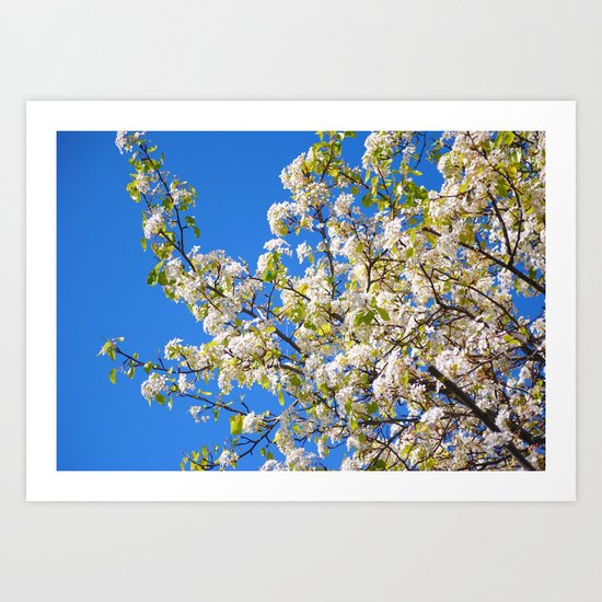 Cherry Blossoms II Art Print