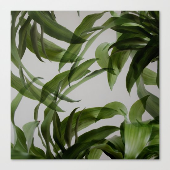 Tropical leaves Canvas Print