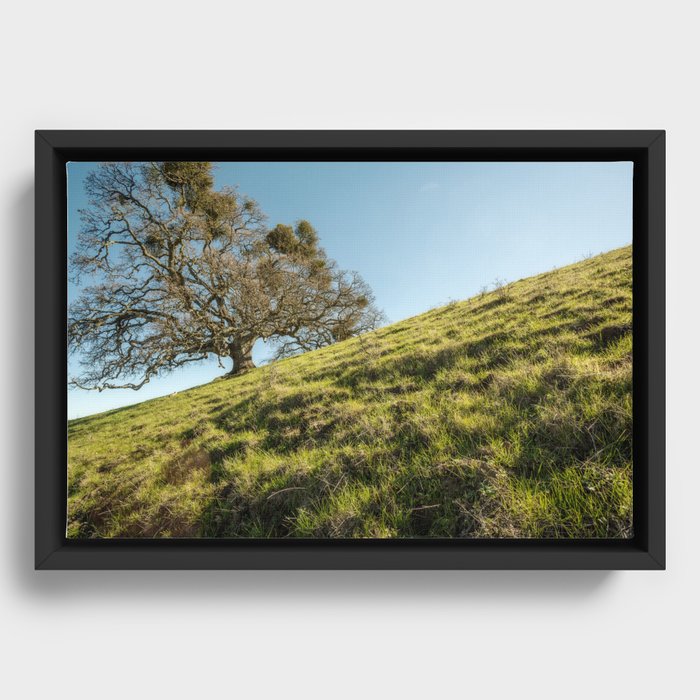 Valley Oak Framed Canvas