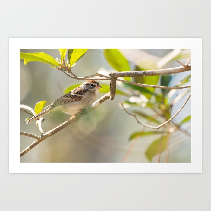 Chipping Sparrow perched on branch Art Print