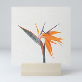 Bird of Paradise Mini Art Print