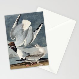 Bonapartian Gull from Birds of America (1827) by John James Audubon Stationery Card