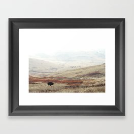 Lone Bison on The National Bison Range in Montana Gerahmter Kunstdruck | Photo, Freerange, Field, Bisonrange, American, Travel, Buffalo, Wildlife, Samlarson, Farm 
