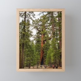 "Grizzly Giant" Sequoia Tree, Yosemite National Park Framed Mini Art Print
