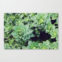 Myrtle Spurge close-up | Pale green succulents Canvas Print