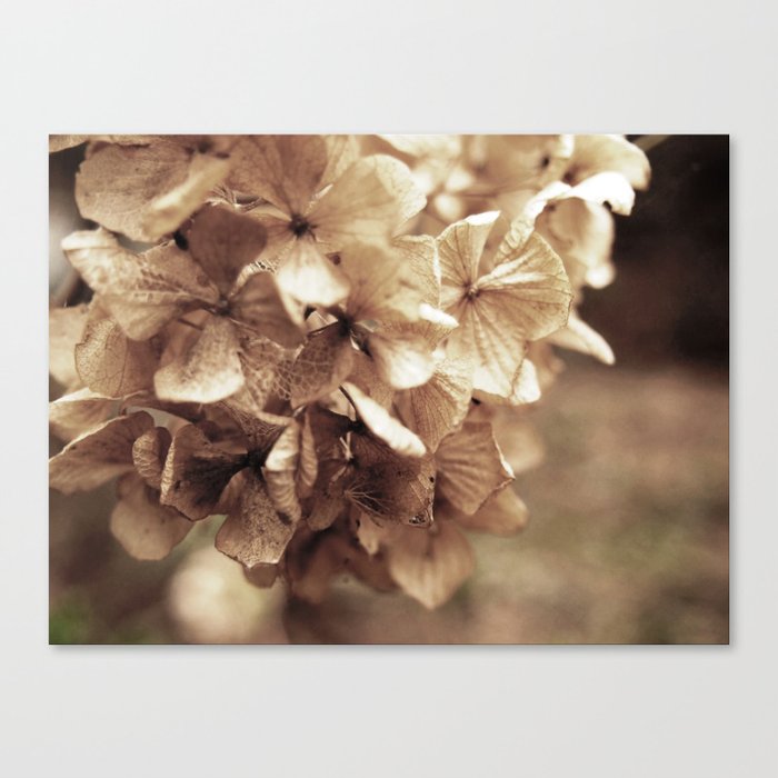 Dried on the stalk Canvas Print